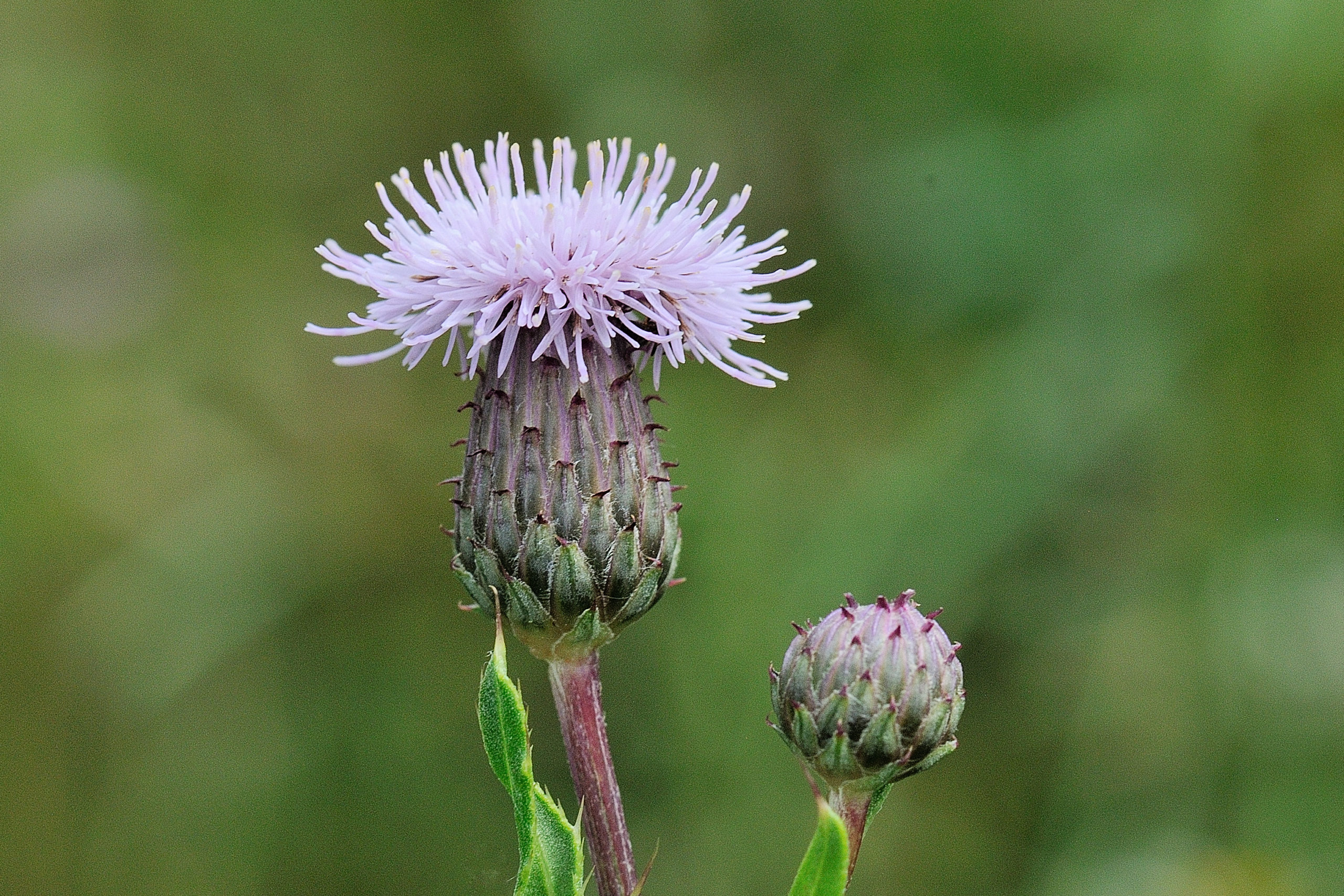 Akkerdistel