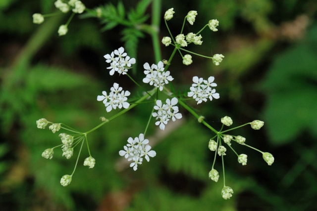 Kruidachtige planten F t/m G