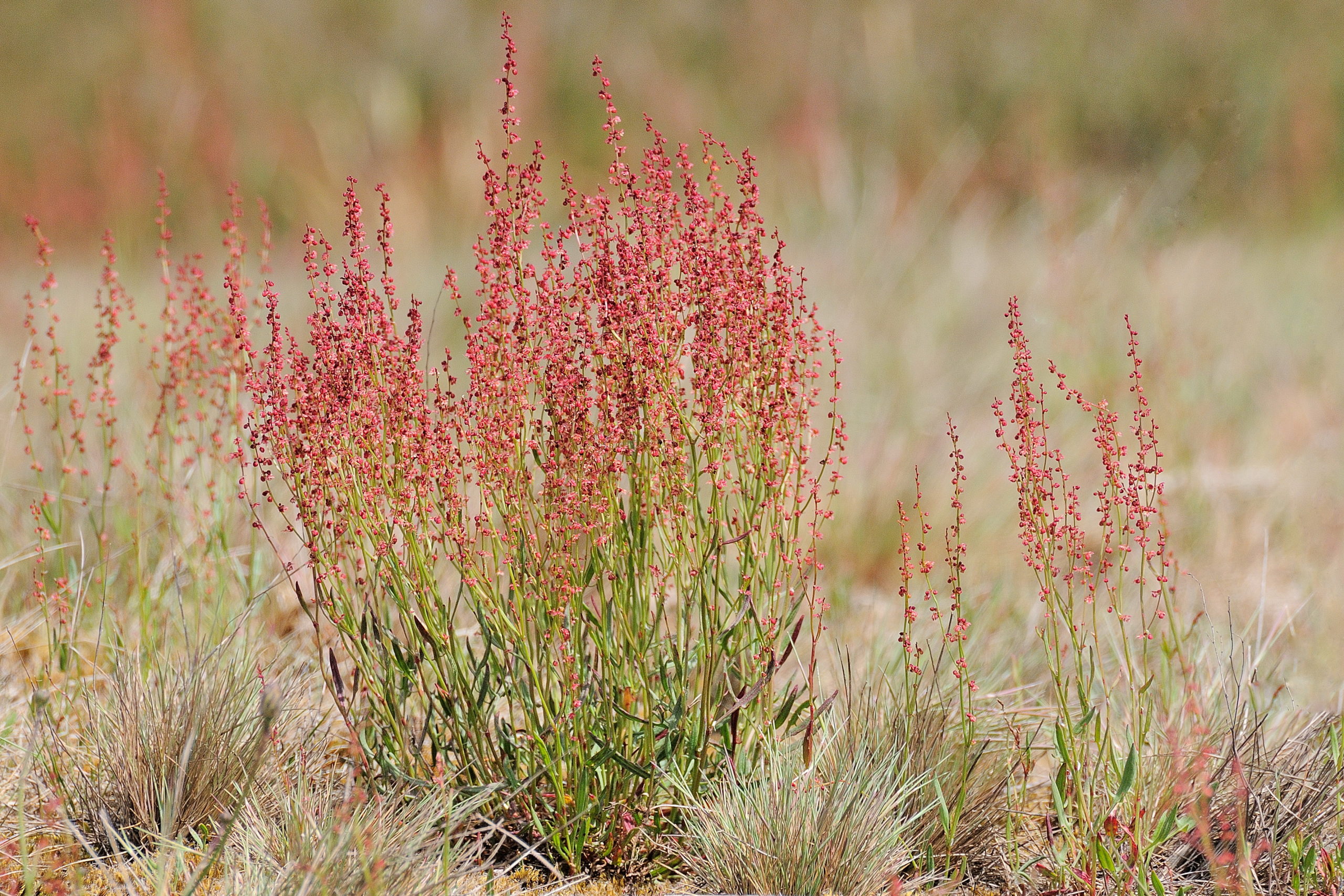 Kruidachtige planten S t/m Z
