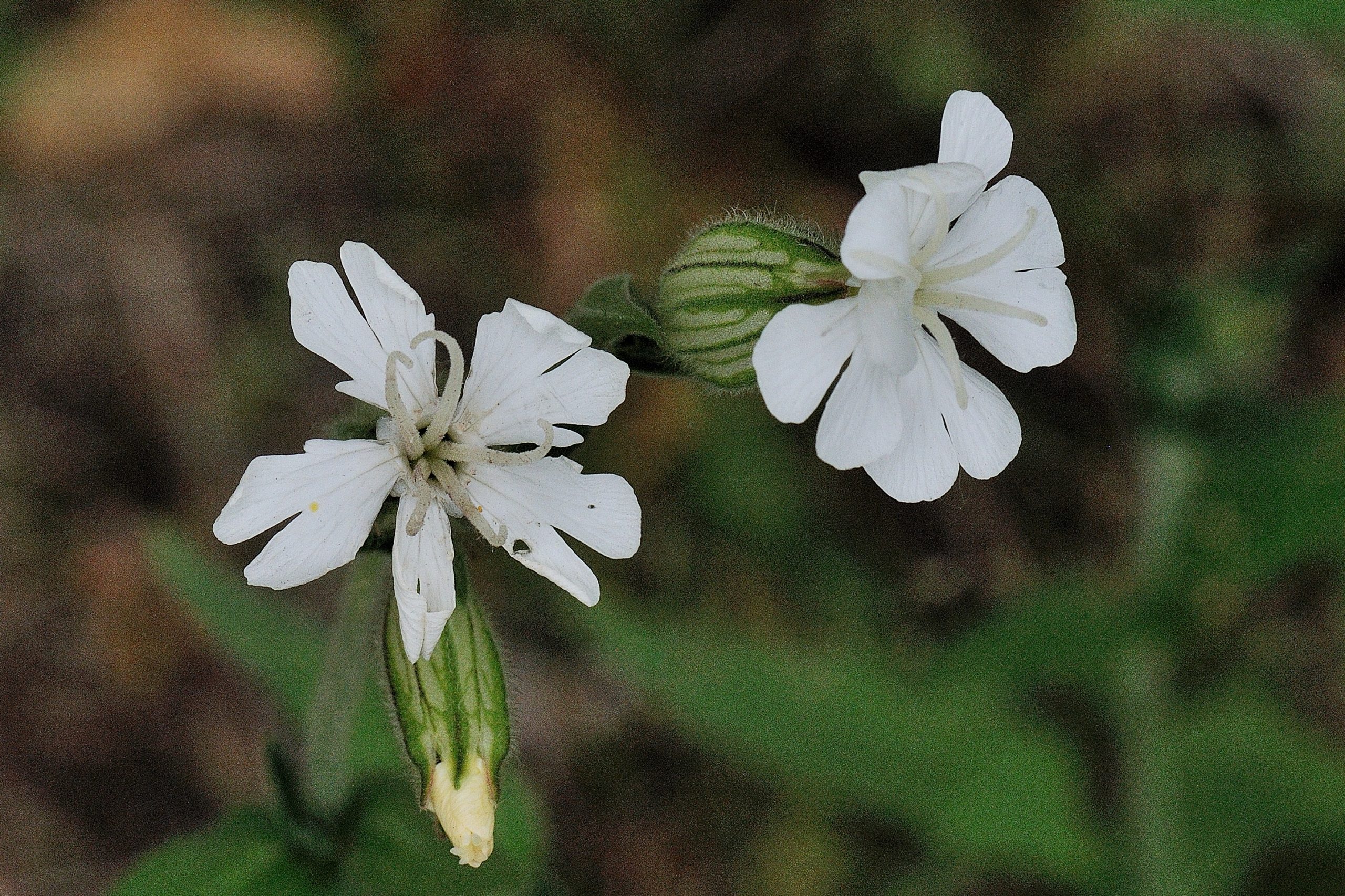 Avondkoekoeksbloem