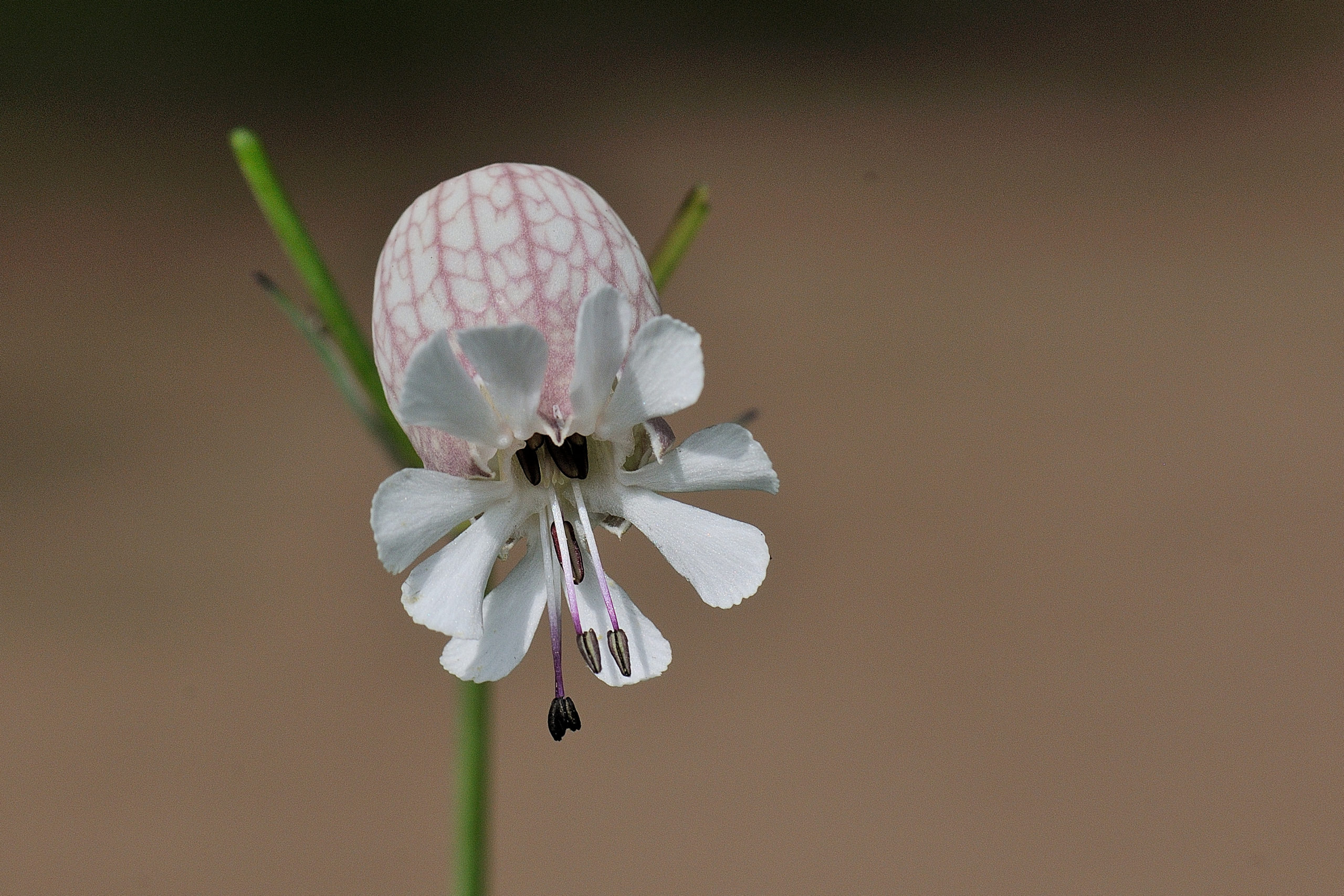 Blaassilene