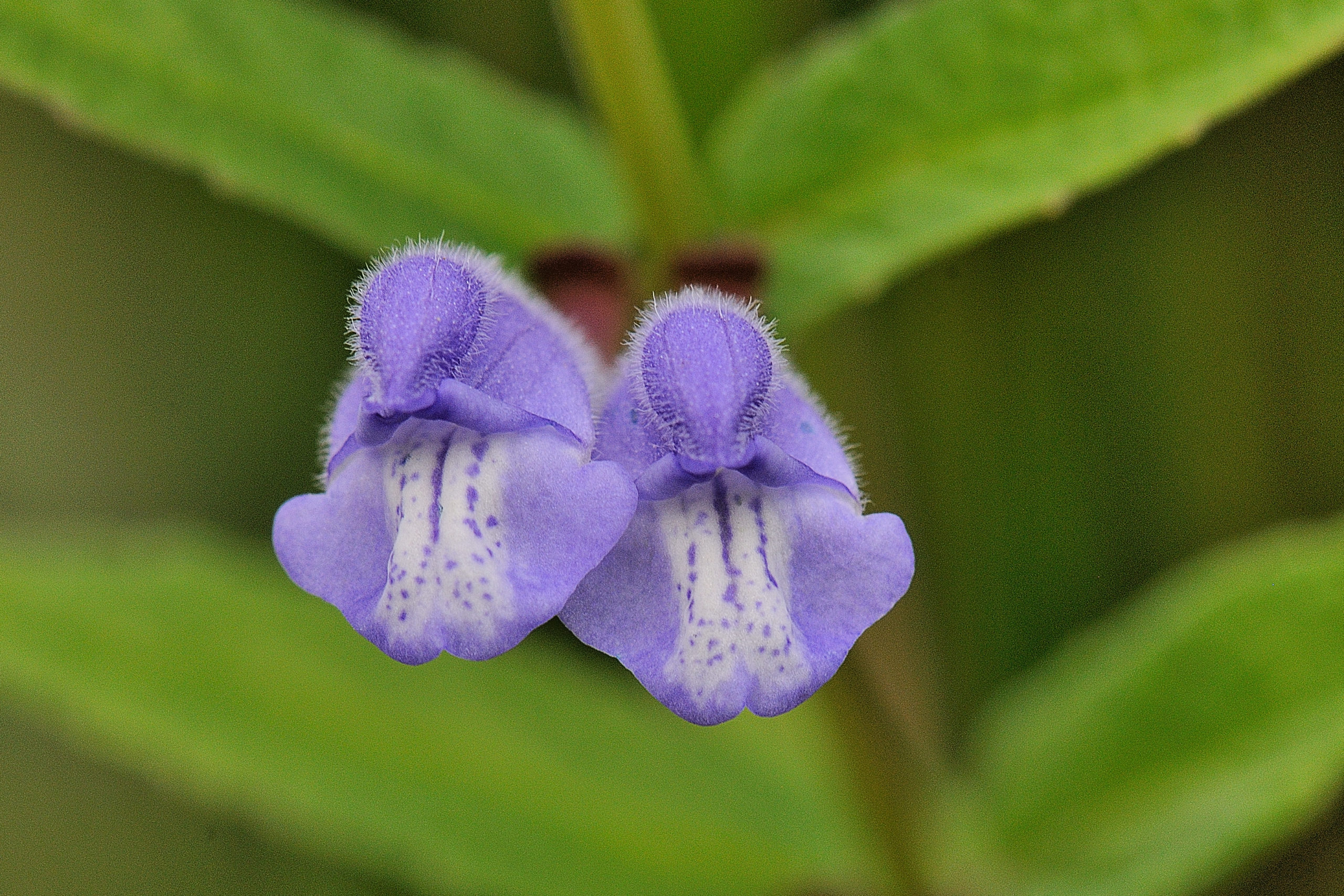 Blauw glidkruid