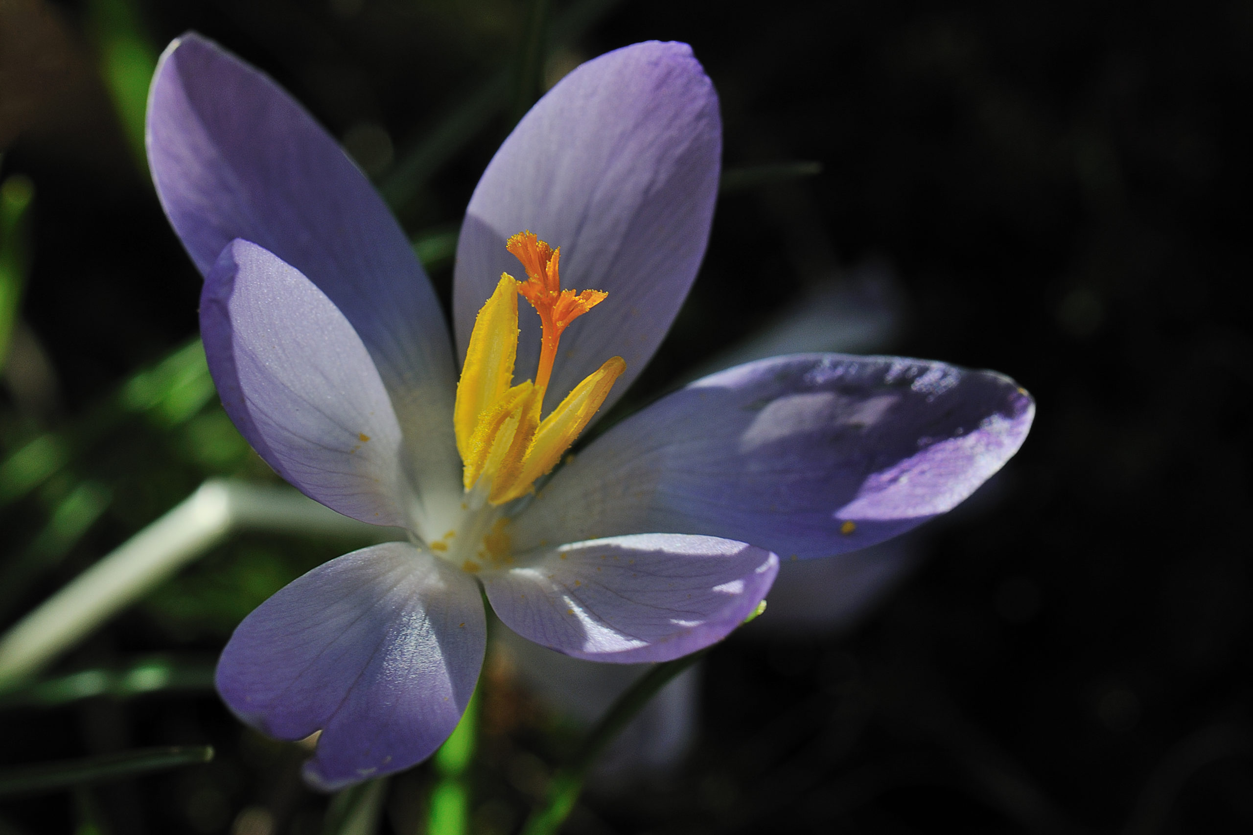 Boerenkrokus