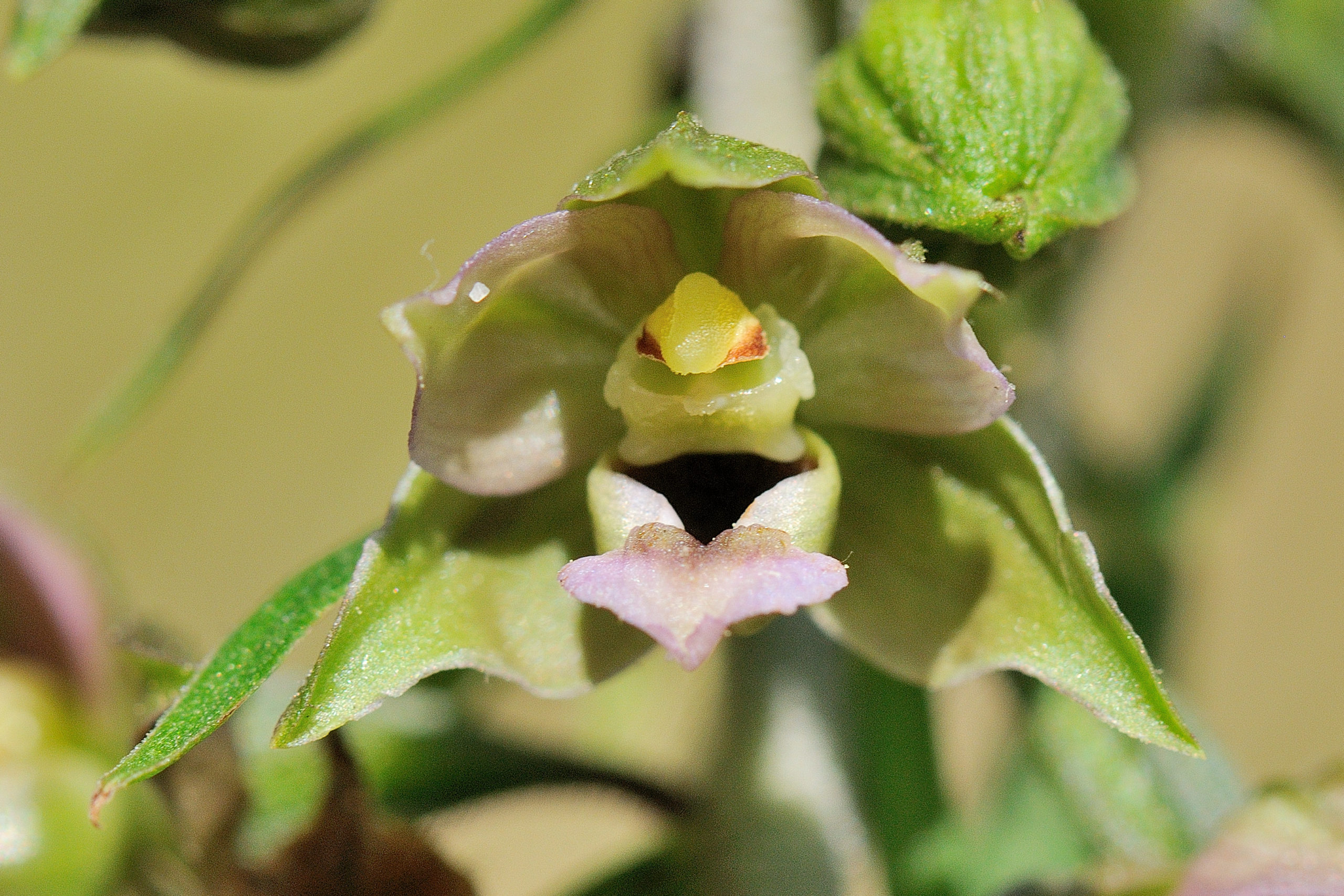 Brede wespenorchis