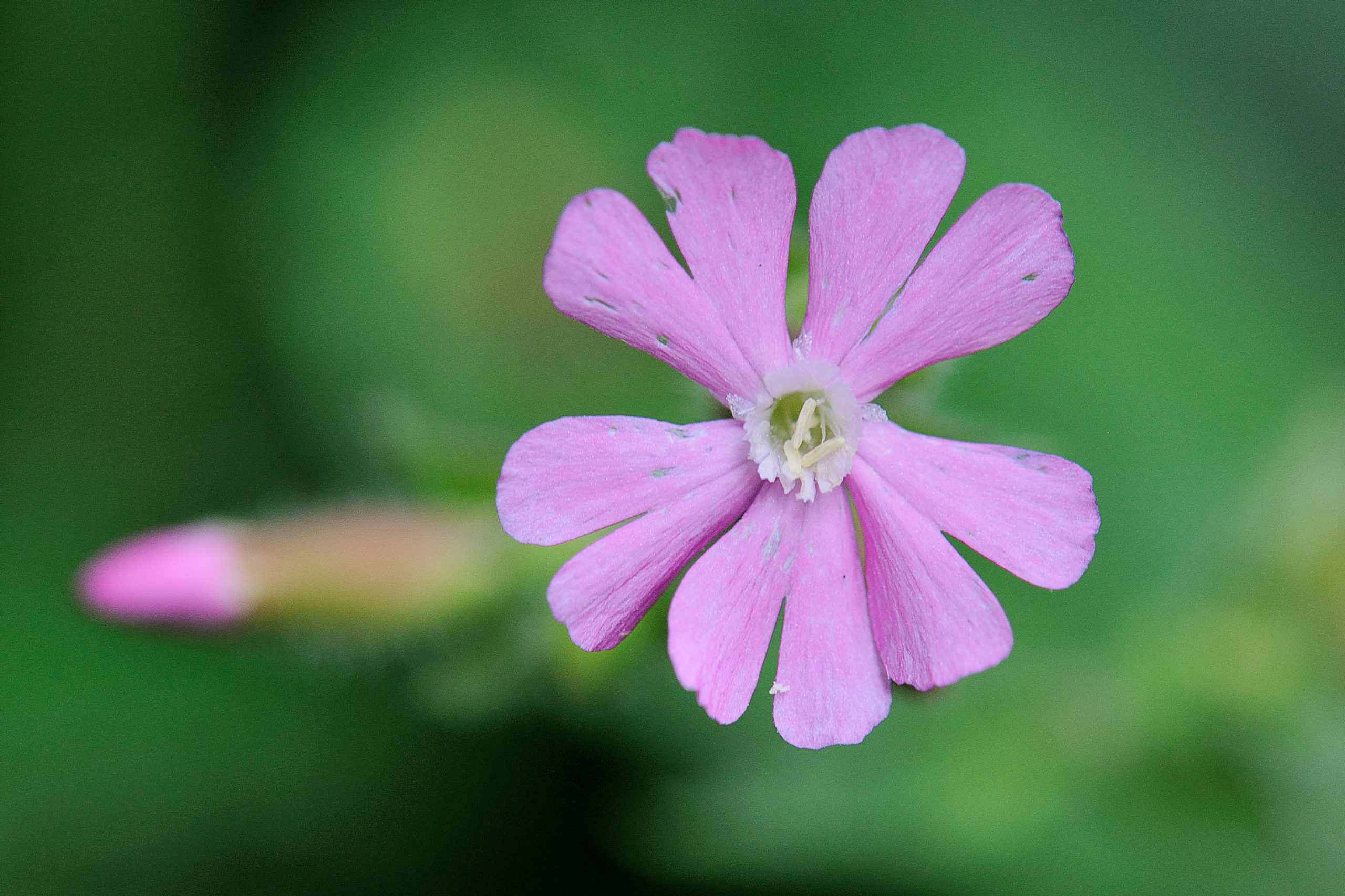 Dagkoekoeksbloem