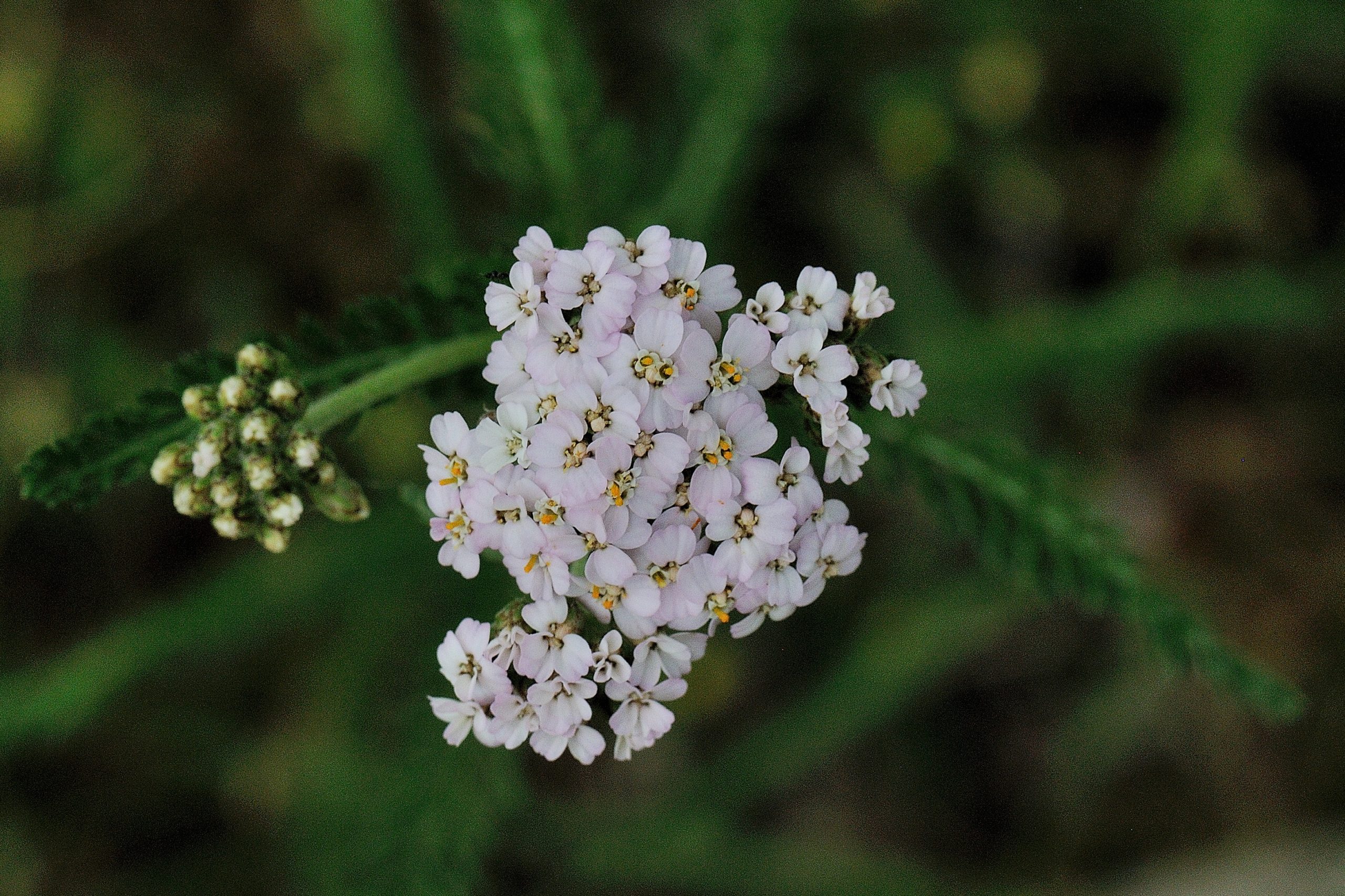 Duizendblad