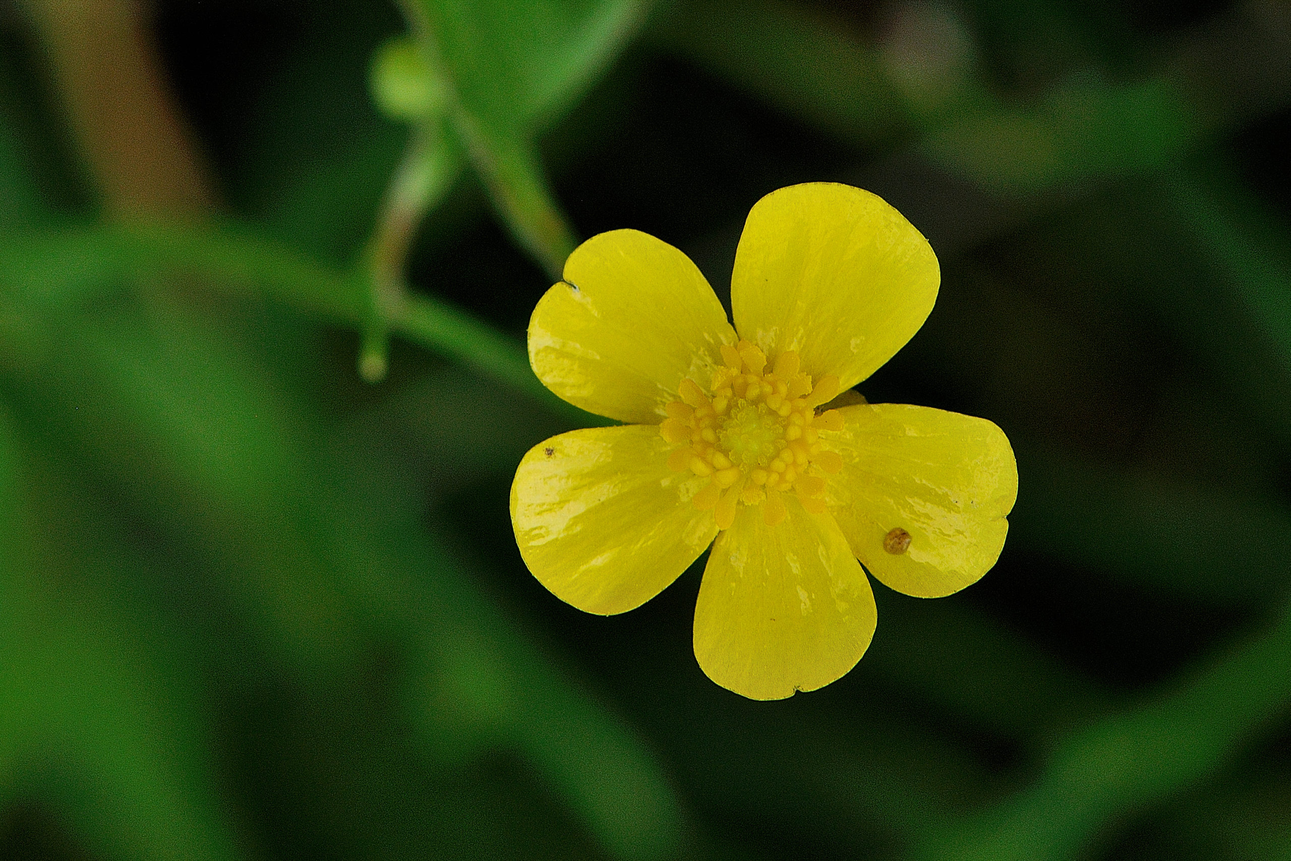 Egelboterbloem