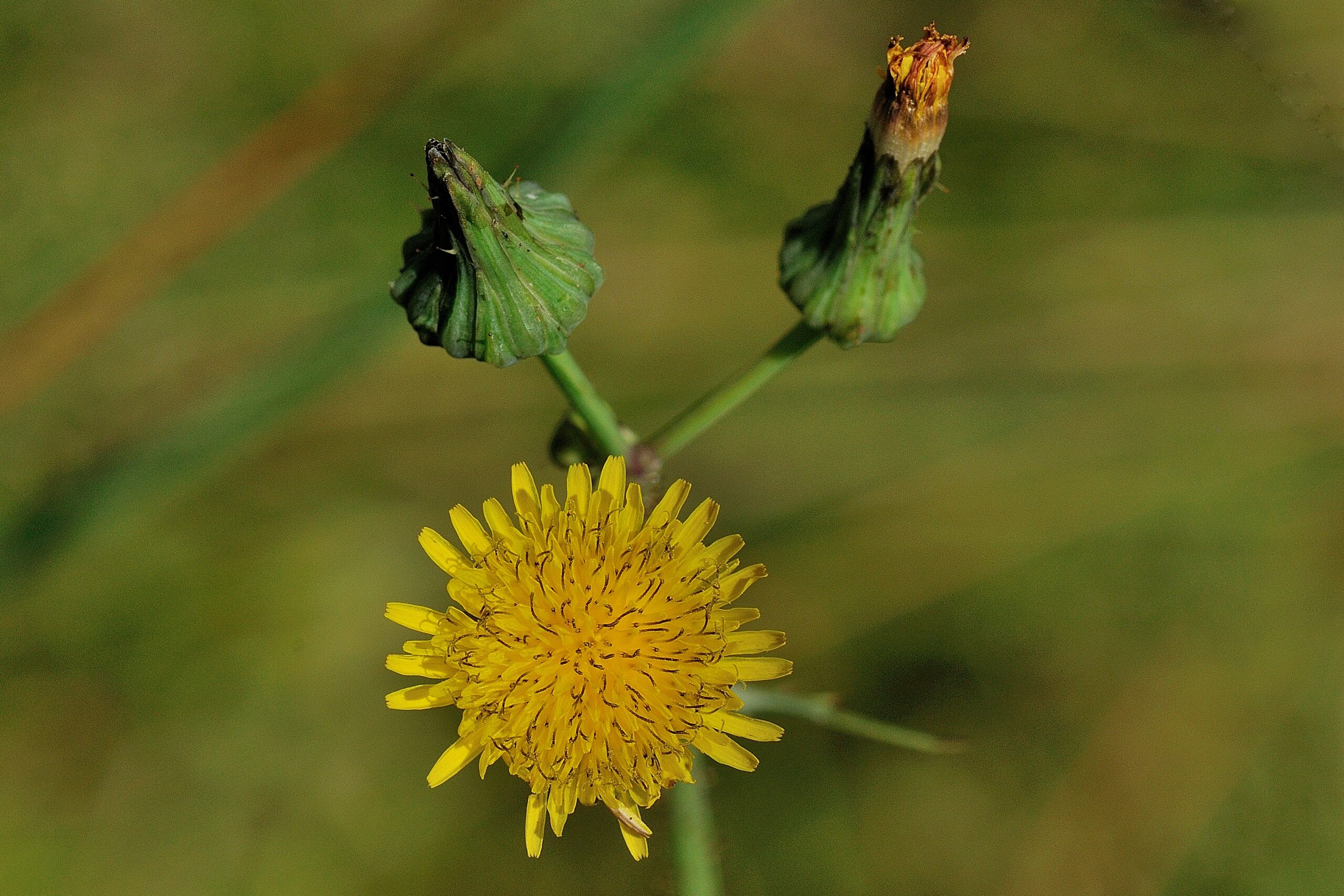 Gekroesde melkdistel