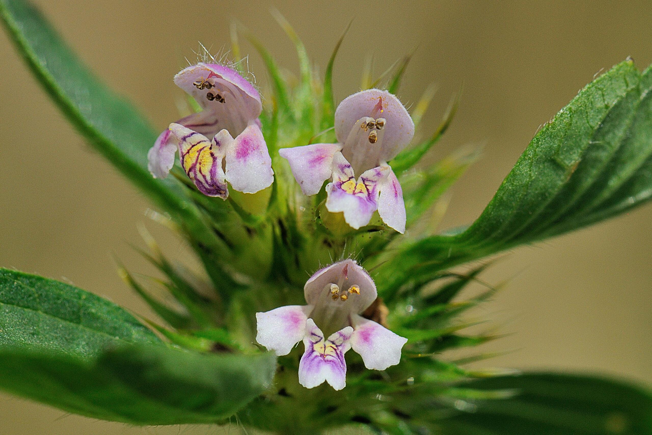 Gespleten hennepnetel