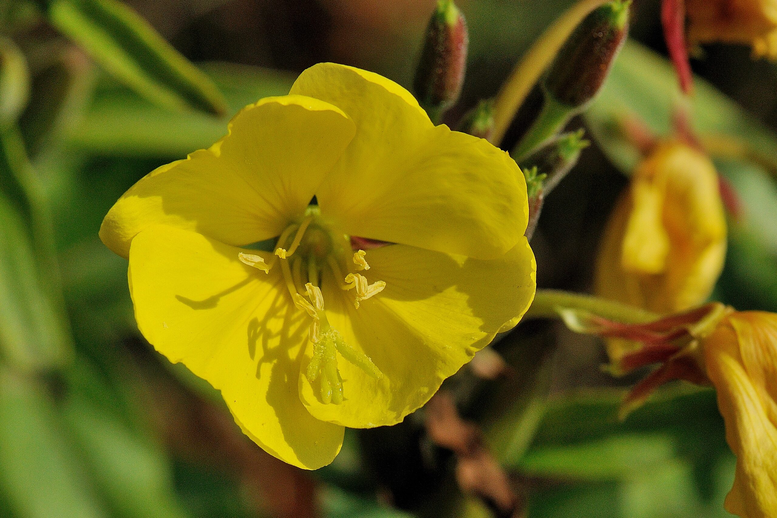 Gestreepte teunisbloem