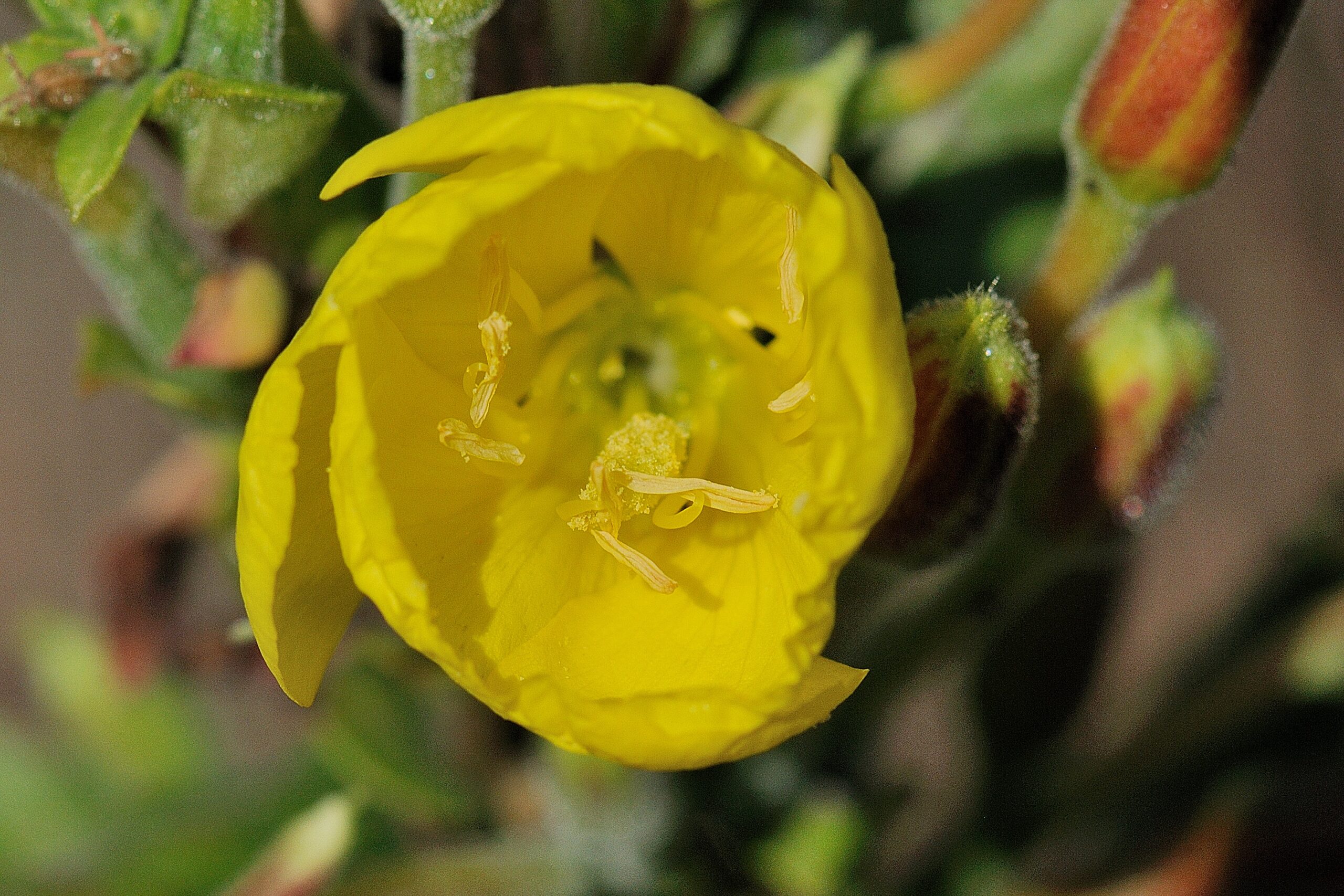 Grote teunisbloem