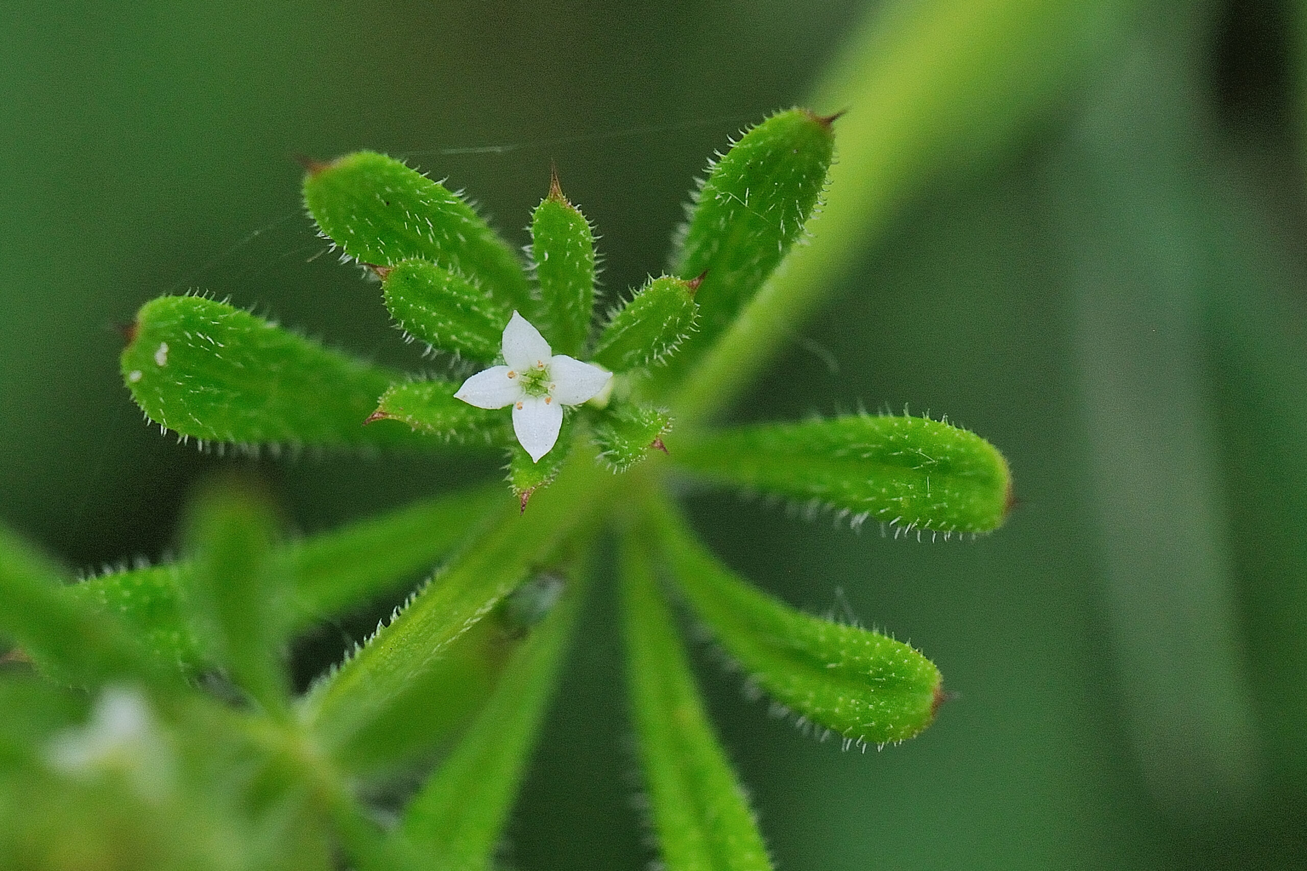 Kleefkruid