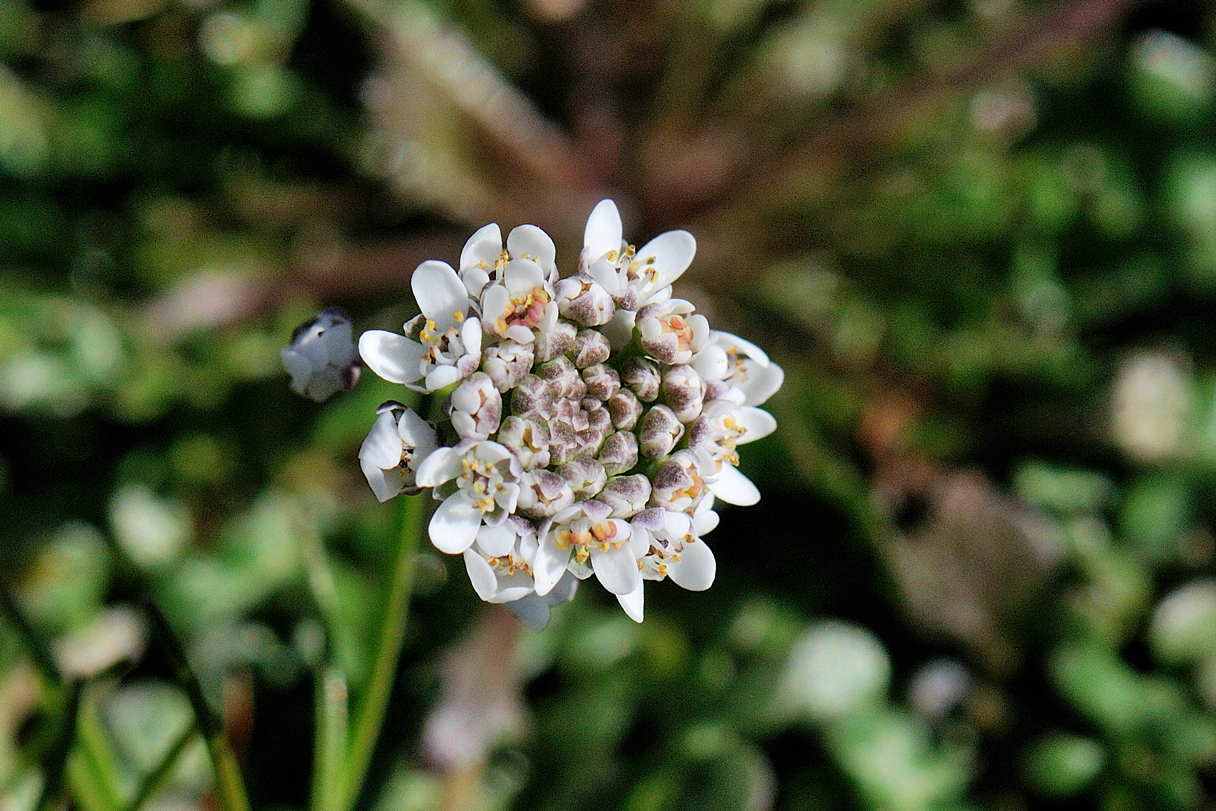 Klein tasjeskruid