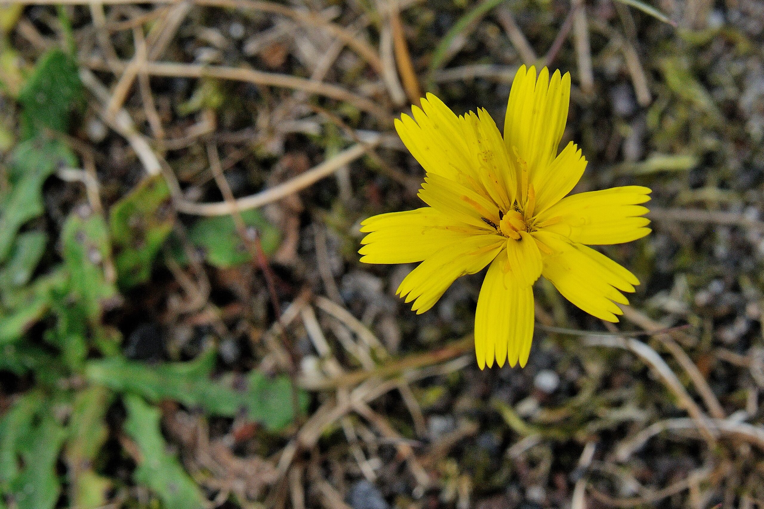 Kleine leeuwentand