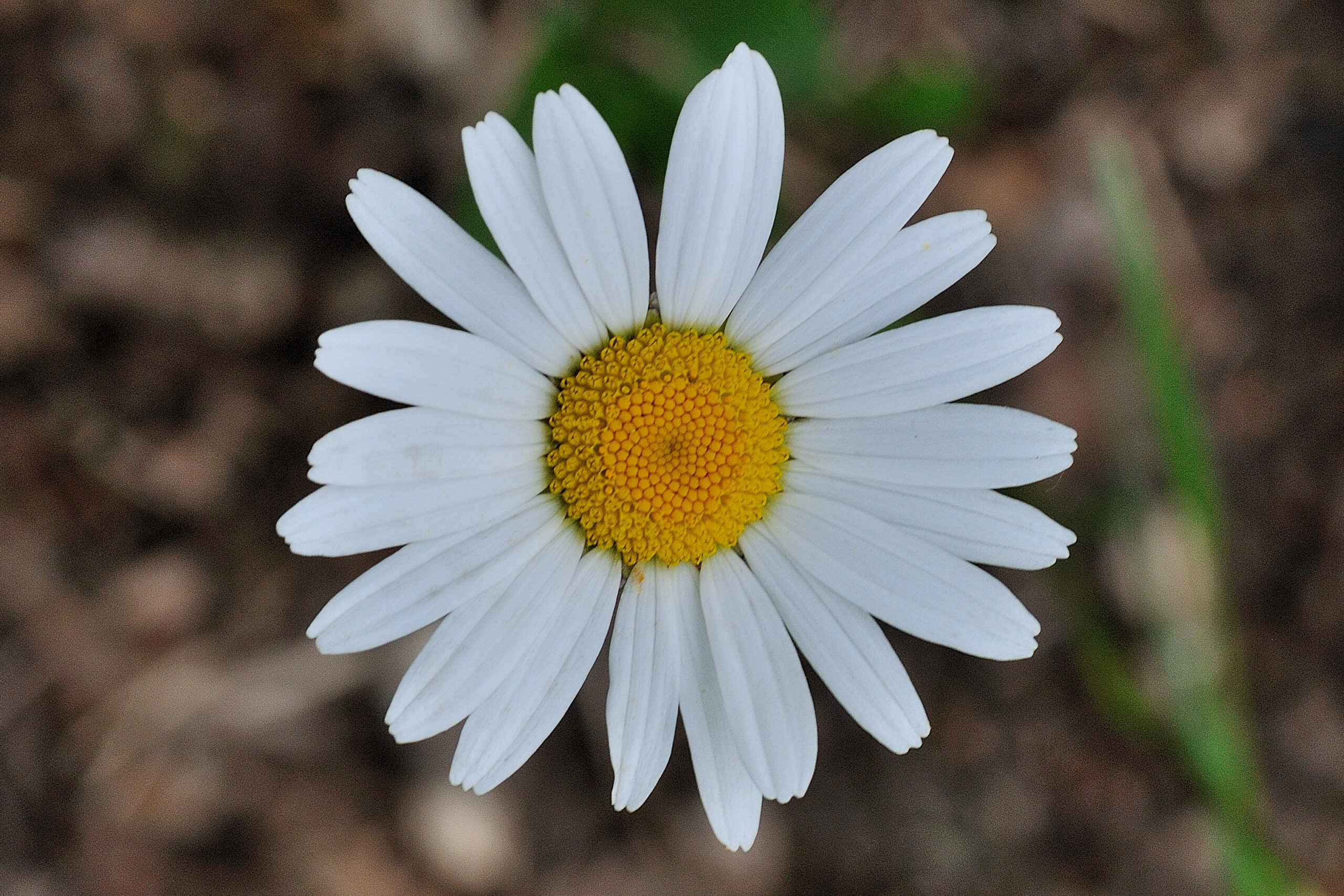 Margriet