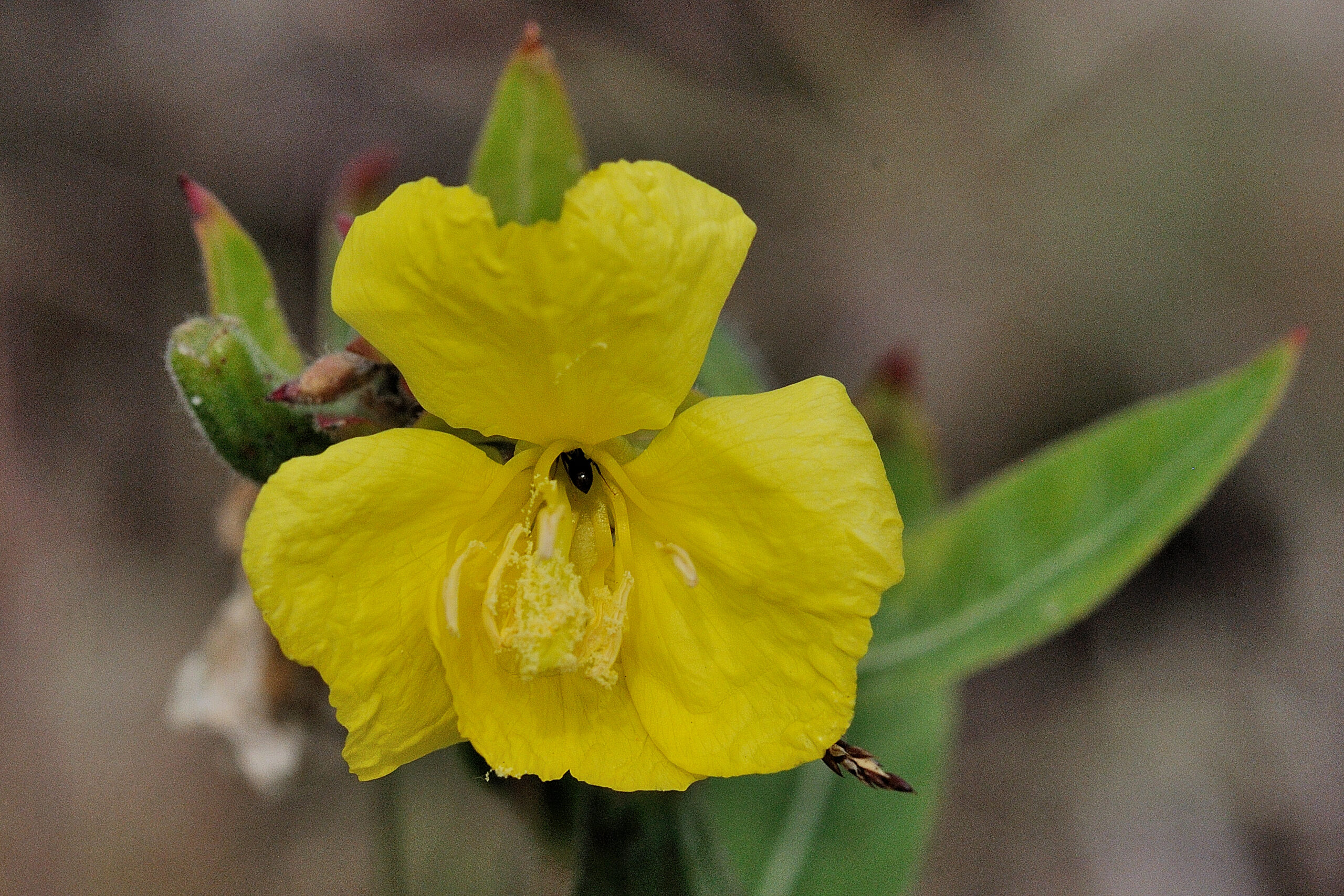 Middelste teunisbloem