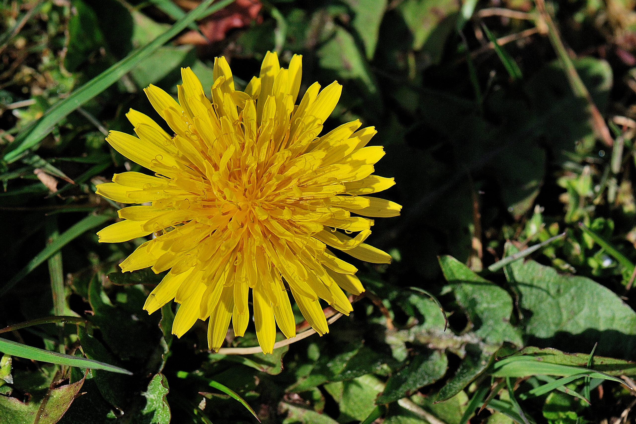 Paardenbloem