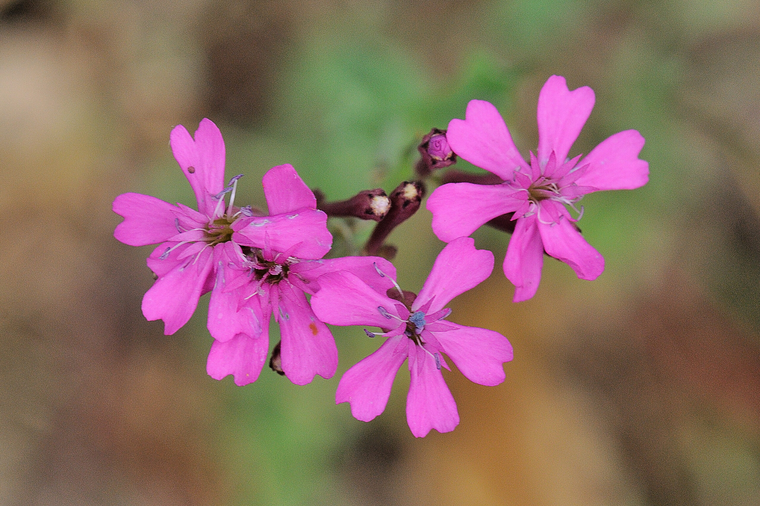 Pekbloem