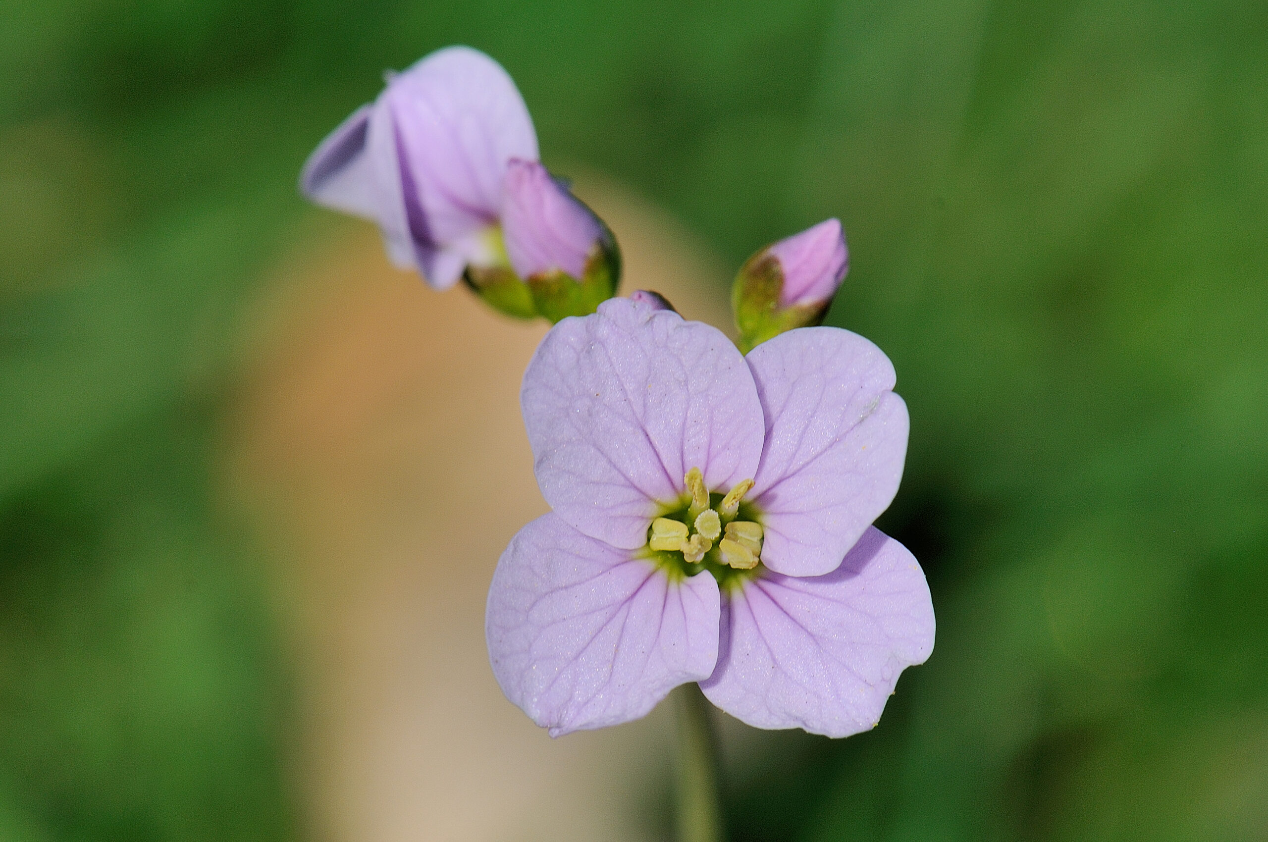 Pinksterbloem