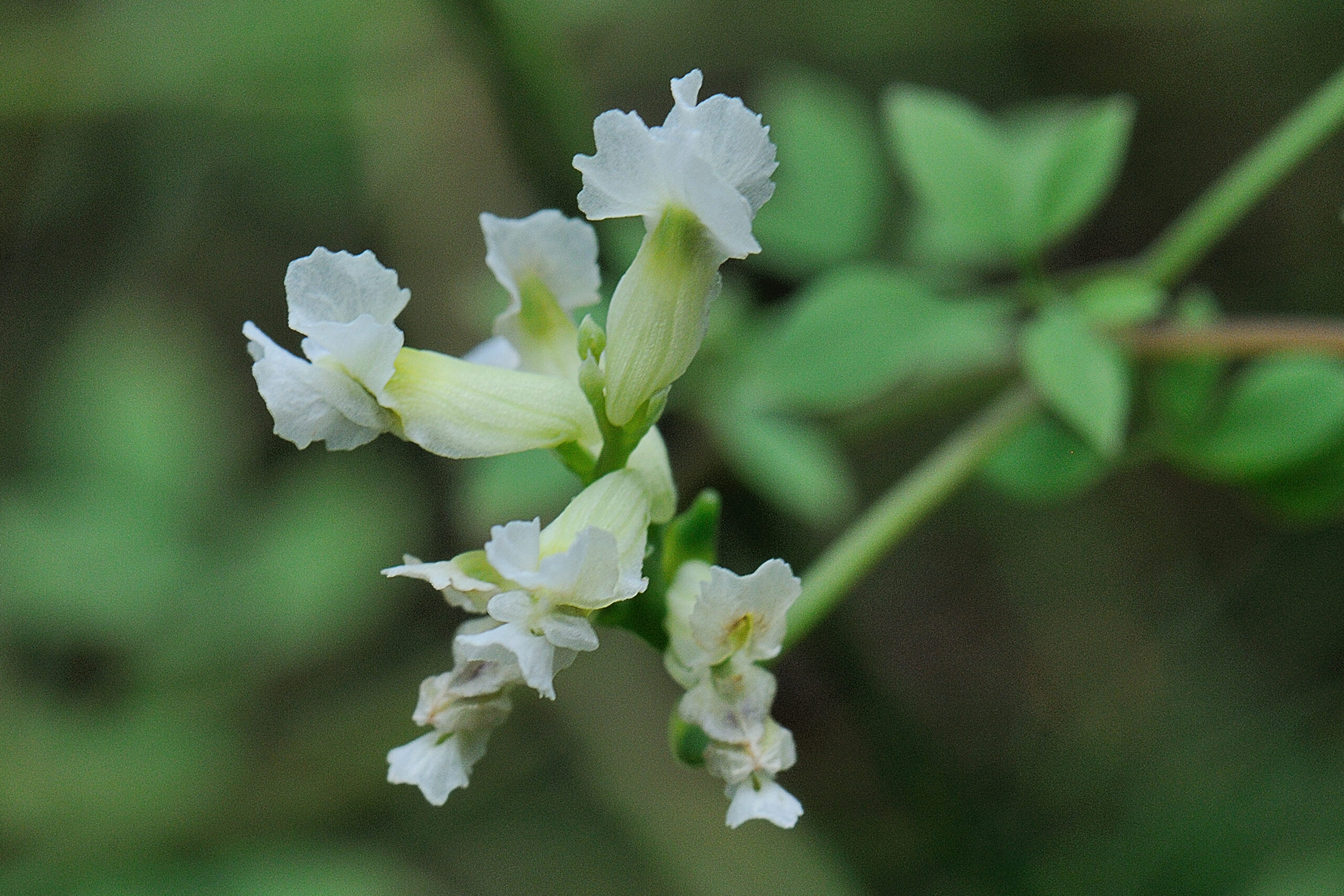 Rankende helmbloem