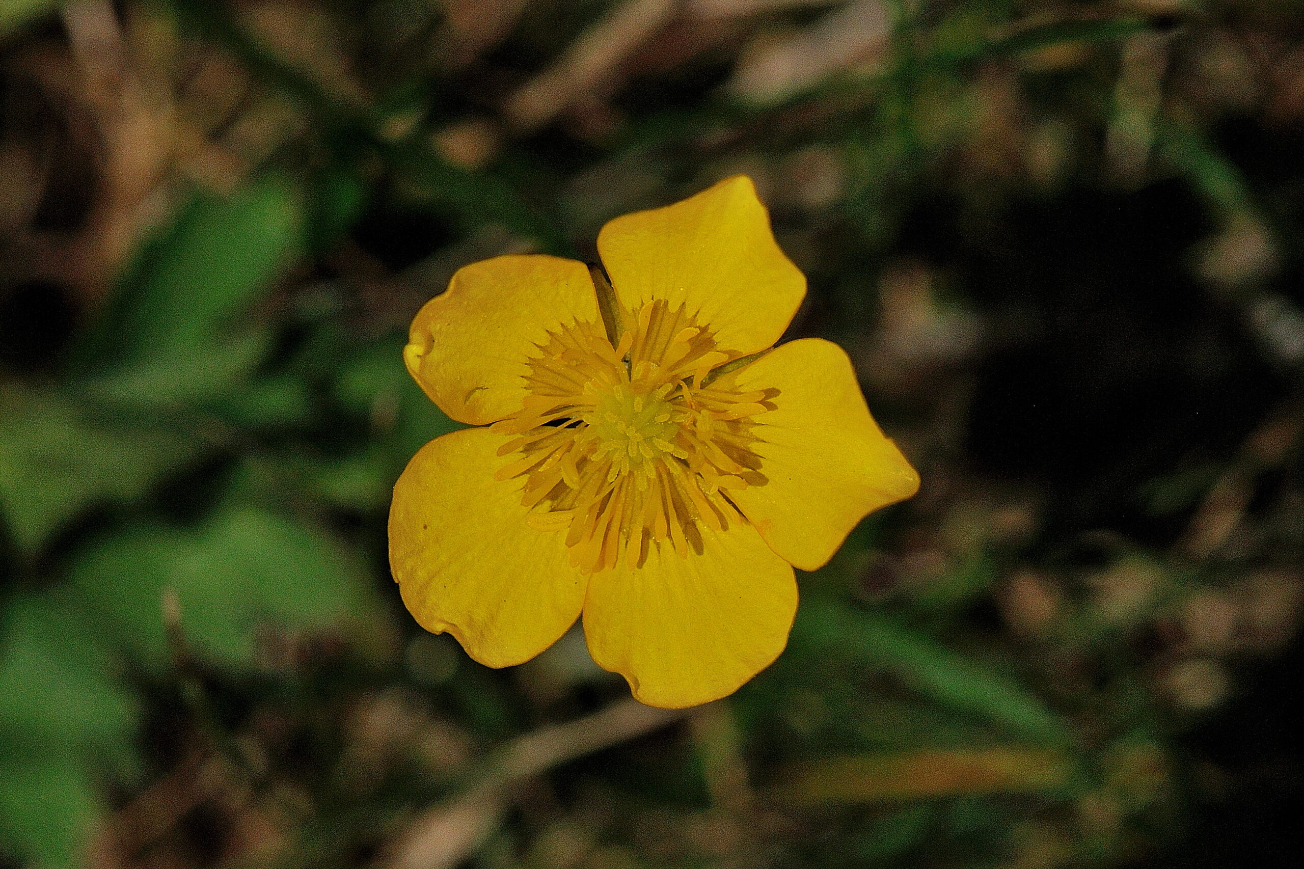 Scherpe boterbloem