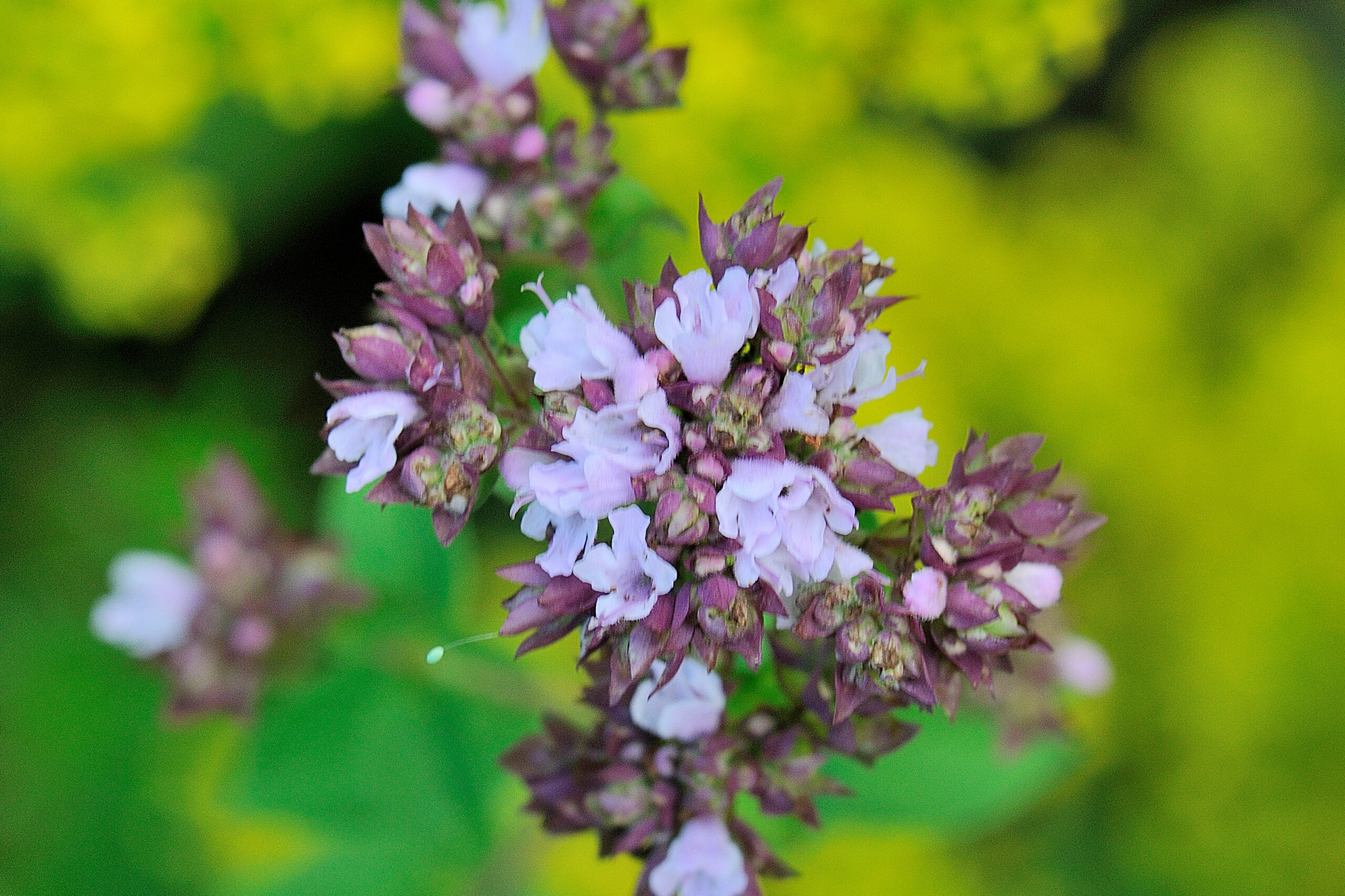 Wilde marjolein