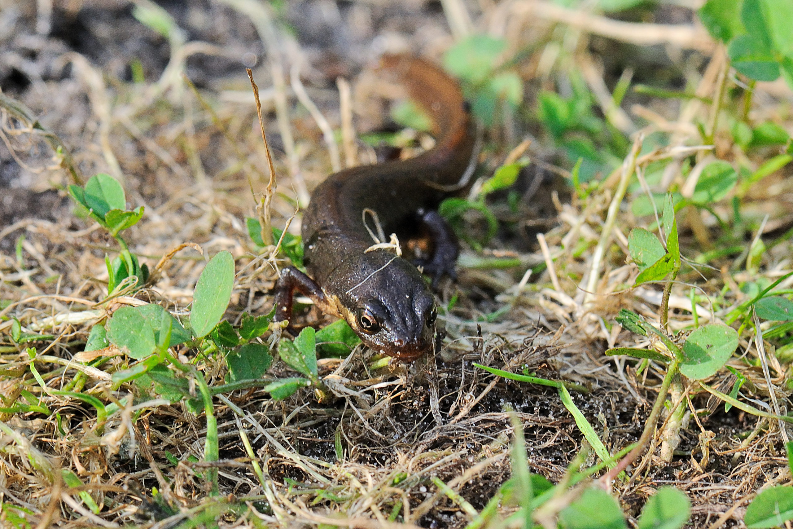 Kleine Watersalamander