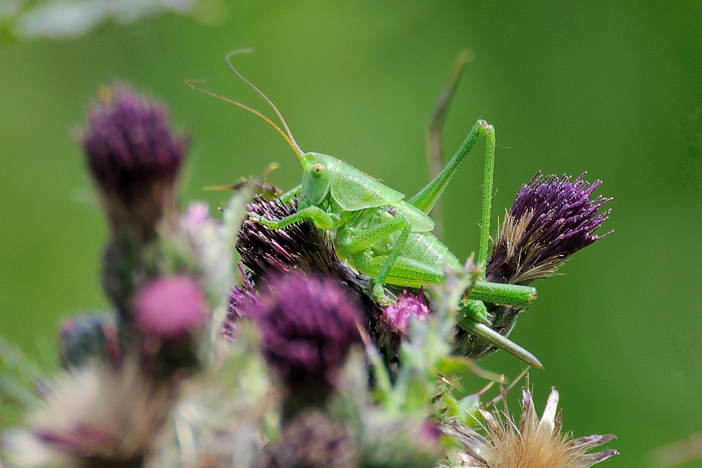 Grote groene sabelsprinkhaan