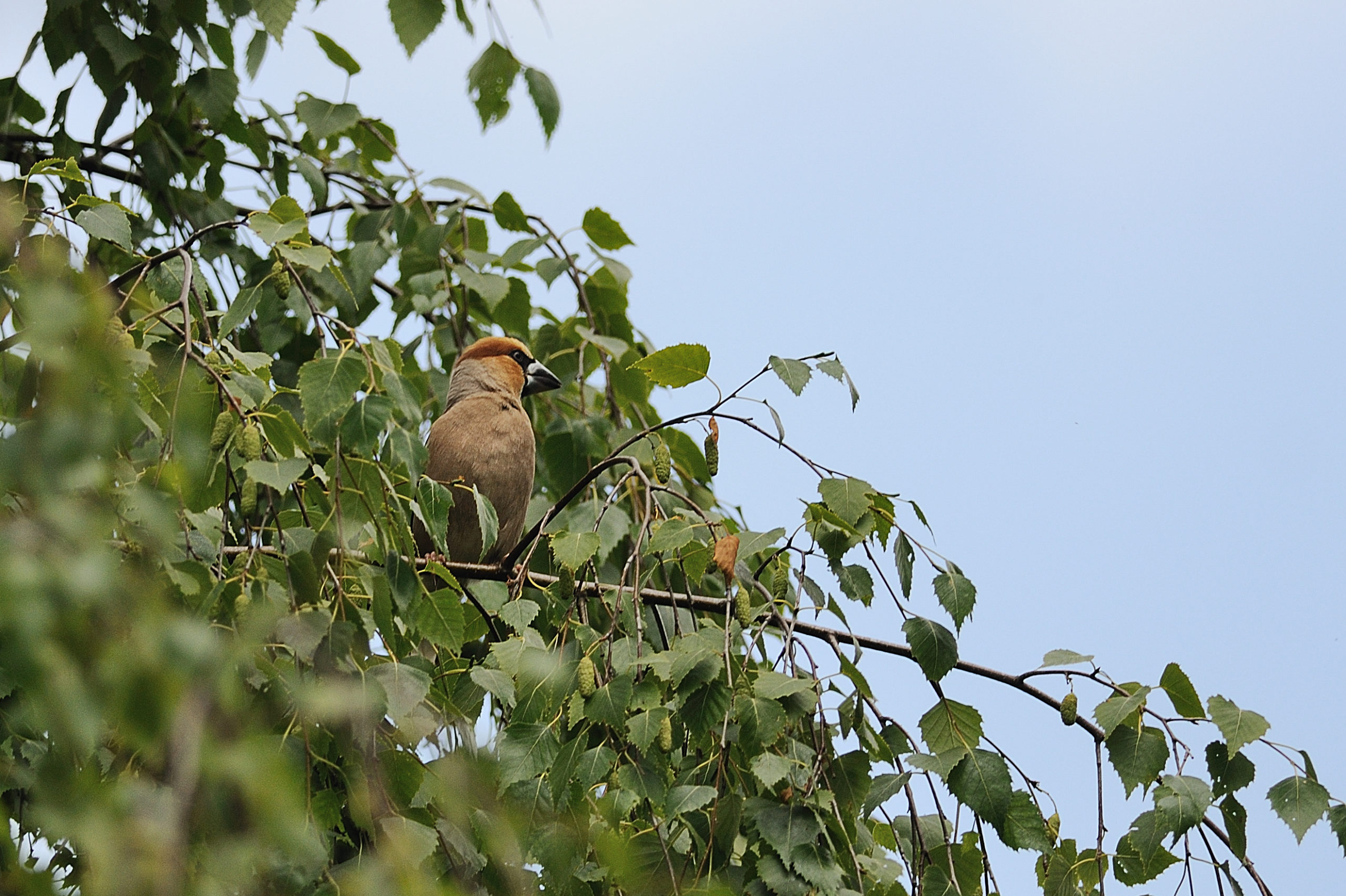 Appelvink