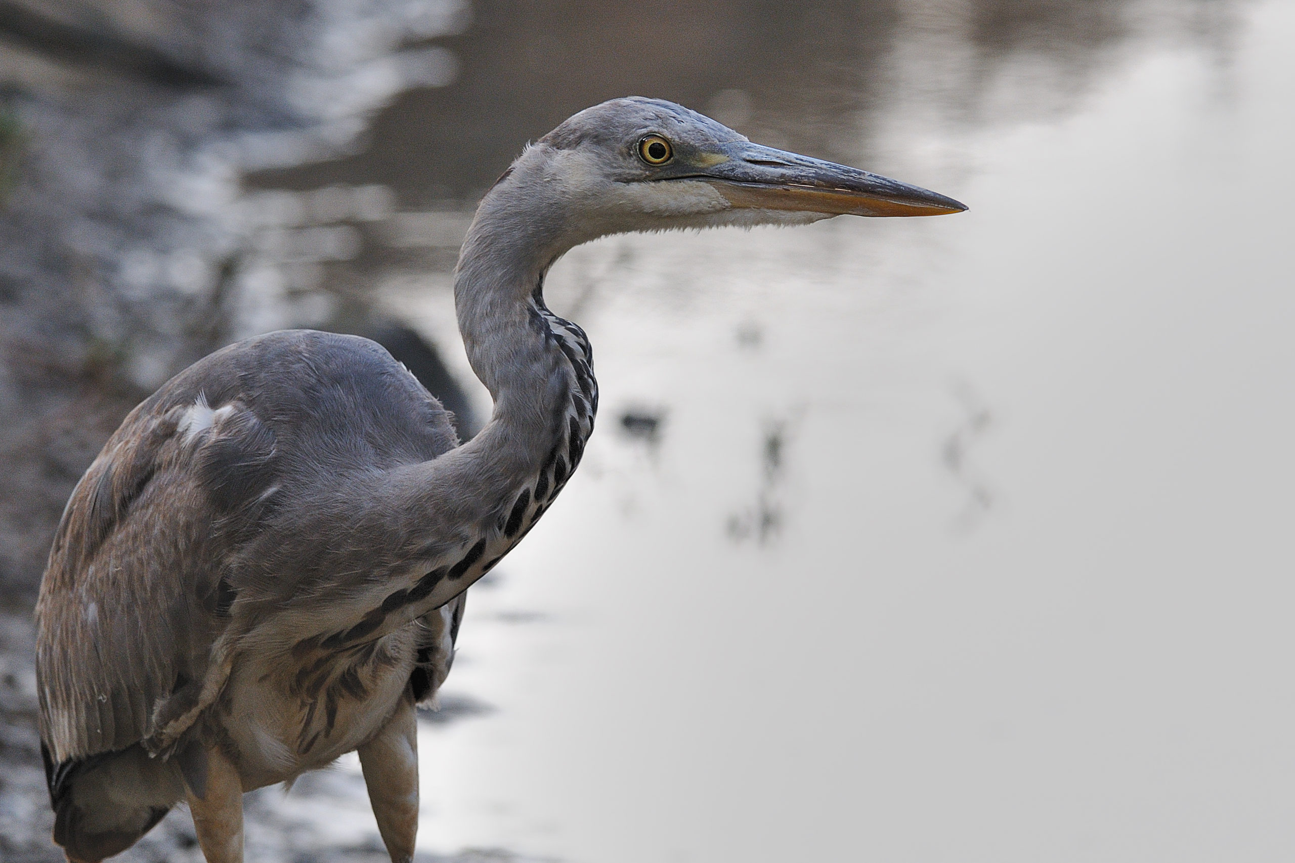 Blauwe reiger