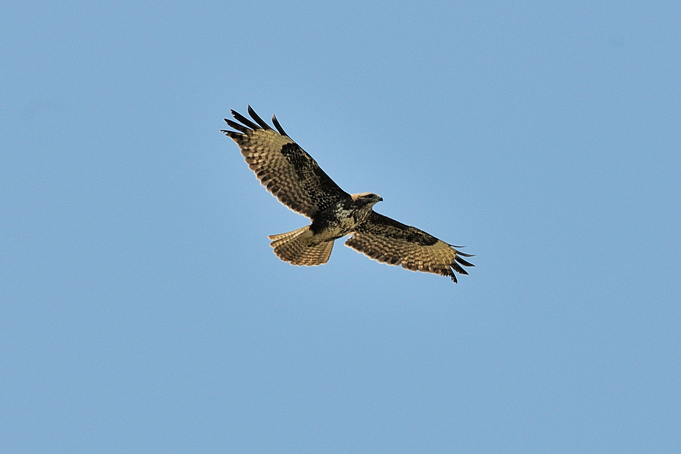 Buizerd