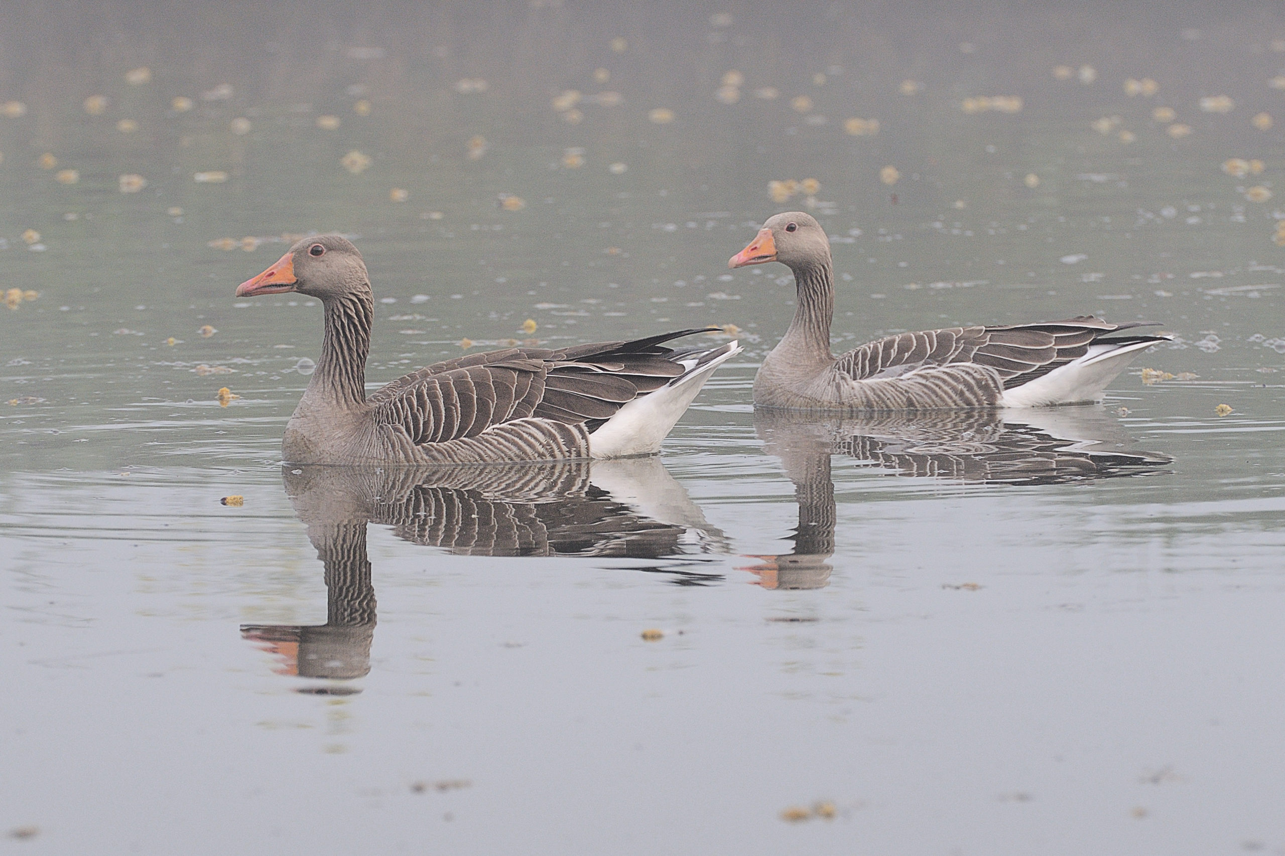 Grauwe gans