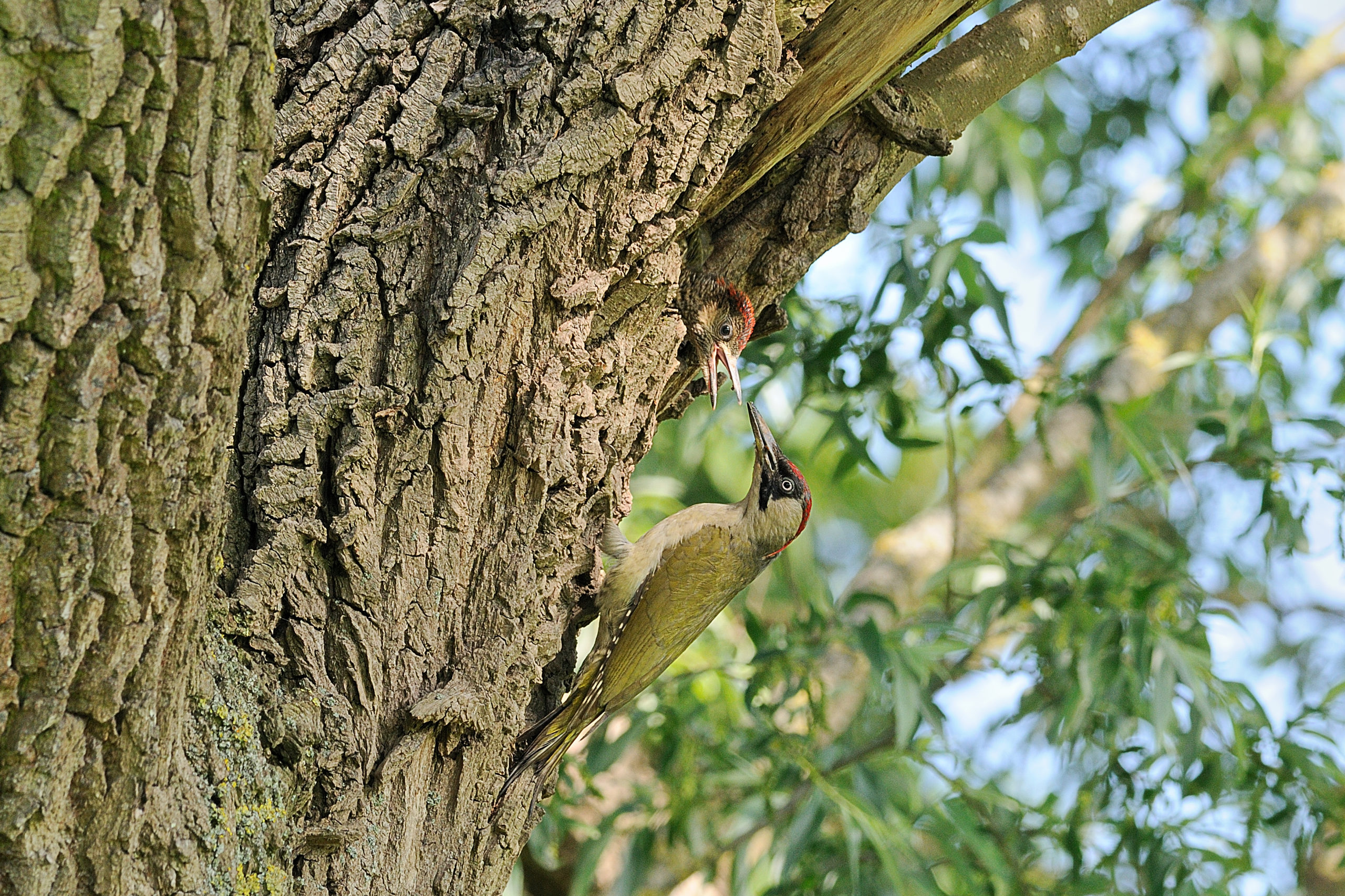 Groene Specht