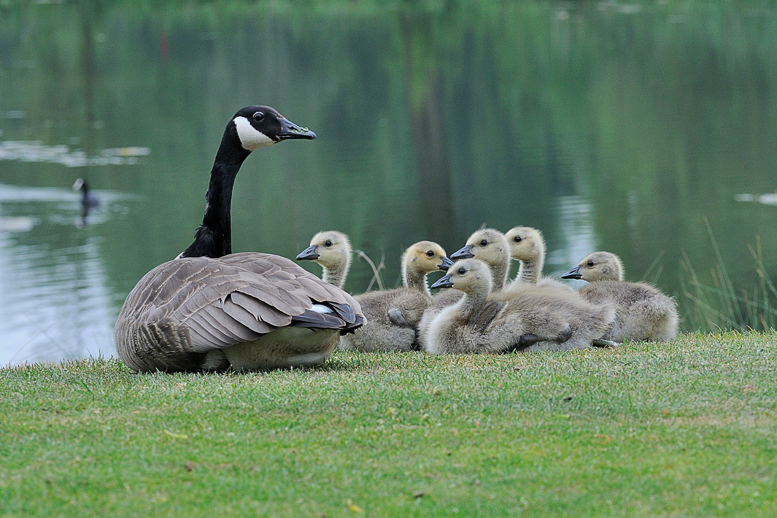 Grote Canadese gans