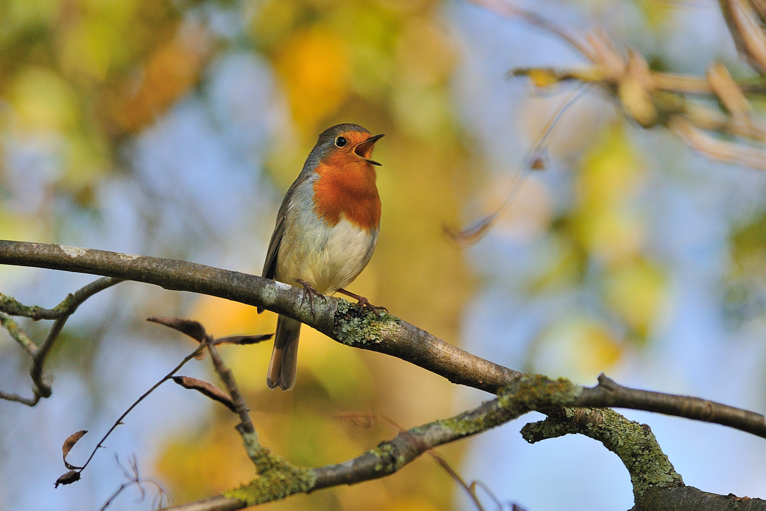 Roodborst